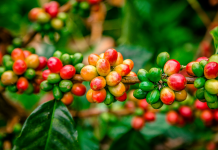 Best Colombian Coffee Best Colombian Coffee