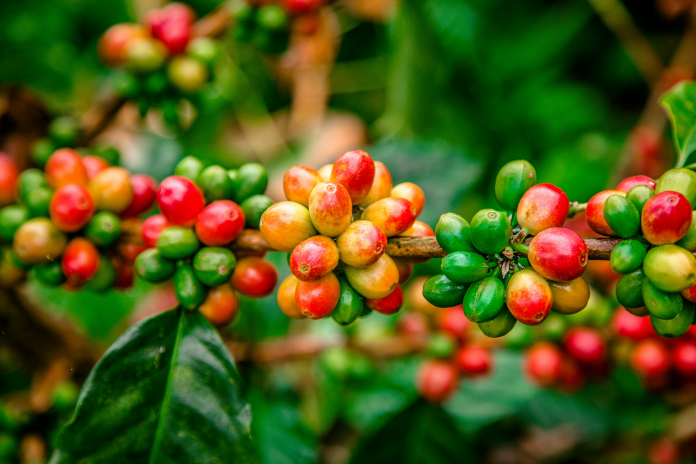 Best Colombian Coffee