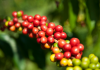 Best Kona Coffees Best Kona Coffees