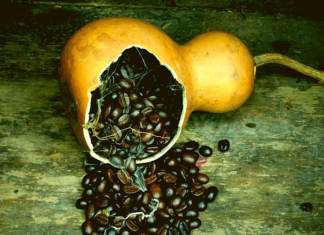 What To Do With Old Coffee Beans? Don’t Just Throw Them Away! What To Do With Old Coffee Beans